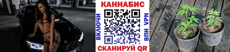 Каннабис сатива Пионерский